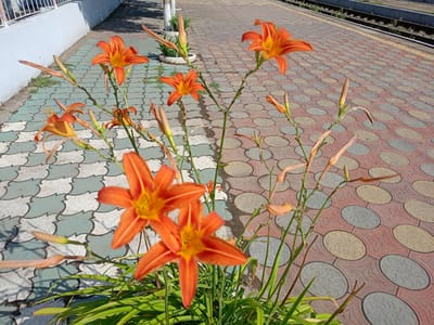 The image depicts a close-up view of bright orange daylilies in full bloom. The flowers are the primary subject, with several open blossoms and some buds visible on their stalks. They are positioned in the foreground, with their vibrant colors contrasting against the background.
The setting appears to be an outdoor public space, likely a train station platform in Belidzhi, Russia. Behind the flowers, a patterned tiled walkway is visible, featuring a repeating design of circles in red, yellow, and gray. To the left, a white wall with a railing runs along the edge of the walkway. Further in the background, train tracks are discernible, suggesting the proximity to a railway.
The lighting suggests it is daytime, with shadows cast by the flowers and the railing indicating sunlight. The weather appears clear and sunny. There is no visible text in the image. The overall impression is one of a pleasant, sunlit day at a functional outdoor location adorned with natural beauty.