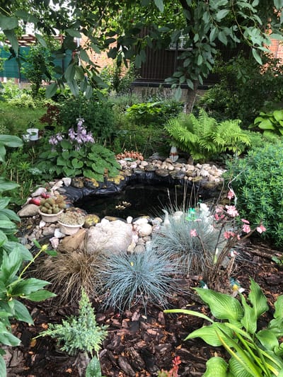 This is a photograph of a backyard garden in Radomyshl, Ukraine. The scene is dominated by a small, man-made pond surrounded by lush vegetation. The pond's edges are lined with rocks of various sizes and colors, and a black liner is visible beneath the rocks. Several potted plants, including succulents and small cacti, are placed around the pond. In the background, a variety of plants, including hostas, ferns, and flowering plants with purple and pink blooms, create a dense, green canopy. The ground is covered in mulch and fallen leaves. A wooden fence and a building are partially visible in the background, suggesting a residential area. The overall impression is one of a well-maintained, naturalistic garden.