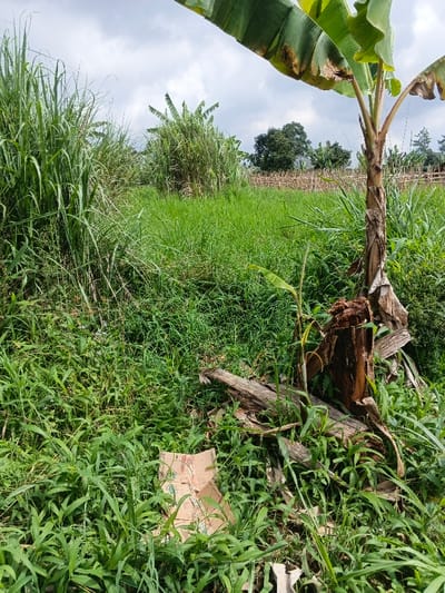 Lush, overgrown field dominated by tall grasses and greenery. A banana tree stands to the right with a broken trunk surrounded by fallen leaves and wood debris. A discarded cardboard box is partially hidden within the dense ground cover in the foreground. A rustic wooden fence is visible in the background amidst other vegetation under a cloudy sky.