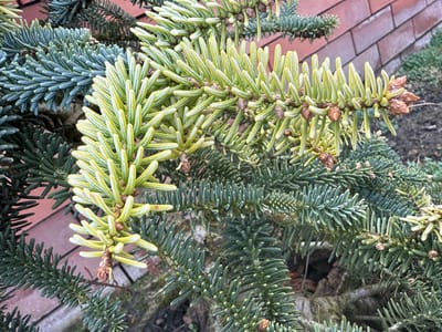 The image displays a close-up, high-angle view of a conifer branch, likely a fir, exhibiting contrasting new and older growth. The central subject is a vibrant light green-yellow branch of new growth, characterized by numerous short, plump needles radiating from the stem. Interspersed among these new needles are small, undeveloped brown cone structures or buds. This new growth extends from and is surrounded by older, denser foliage featuring darker blue-green needles. In the background, to the top right and mid-left, is a red-brown brick wall with visible mortar lines. Below the plant, to the bottom right, dark soil is visible, suggesting an outdoor environment. No people, discernible actions, or interactions are present. The scene is situated in Krasnooktiabrskiy, Russia.