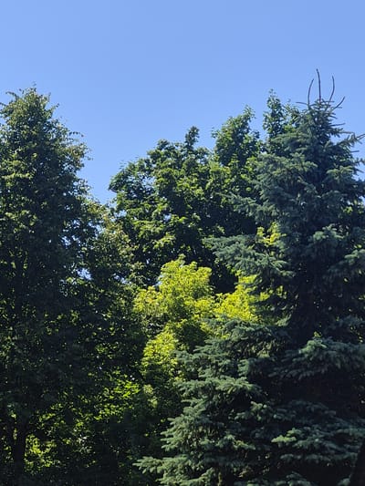 The image shows a close-up view of several trees against a clear blue sky. On the right side of the image, a large blue spruce tree dominates, its branches reaching upwards and outwards. To the left of the spruce, a cluster of deciduous trees with dark green foliage fills the frame, with patches of bright green foliage visible in between. The scene appears to be a natural setting, possibly a park or a wooded area within the city of Švenčionys, Lithuania. There are no people or animals visible in the image. The lighting suggests it is daytime, with sunlight filtering through the leaves of the trees, creating shadows and highlights.