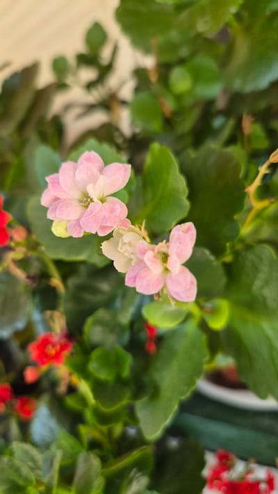 The media file displays a close-up, top-down view of a Kalanchoe plant. The plant is adorned with clusters of small, delicate flowers in shades of light pink and white, with hints of deeper pink towards the center of some petals. The flowers are four-petaled and appear to be in various stages of bloom. Surrounding the flowers are lush, green, succulent leaves with scalloped edges, characteristic of the Kalanchoe species. Some smaller, bright red flowers are also visible in the background, adding a vibrant contrast to the pastel tones of the main blossoms. The lighting suggests it is daytime, with soft, natural light illuminating the plant. The background is softly blurred, indicating a shallow depth of field, which keeps the focus on the flowering plant. There are no people or discernible text in the image. The overall impression is one of natural beauty and the vibrant life of a potted plant. Based on the provided location context, this Kalanchoe plant is likely situated in Butovo, Bulgaria.