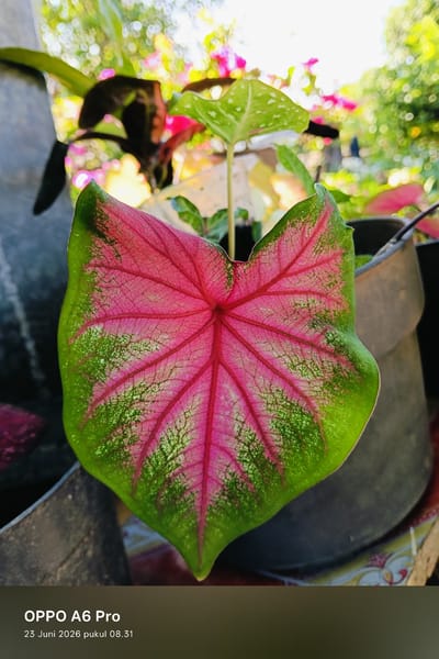 A close-up, eye-level shot showcases a vibrant, heart-shaped caladium leaf with a striking pattern of deep pink veins radiating from the center and green margins. The leaf is the primary subject, positioned prominently in the foreground. Behind it, out of focus, are other caladium plants with pink and green foliage, suggesting a garden setting. The background features dappled sunlight filtering through leaves, creating bokeh effects of white, yellow, and pink. The image is framed by dark pots on either side, indicating the plants are likely in containers. The lower part of the image contains text identifying the device as "OPPO A6 Pro" and the date and time as "23 Juni 2026 pukul 08.31". The scene appears to be outdoors, likely in a garden or nursery in Rheum Barat, Indonesia, given the timestamp. No people are present in the image.