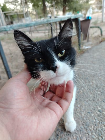 A black and white cat is being petted by a person's hand. The cat's head is turned towards the camera, showing its green eyes and long white whiskers. The background is blurred and appears to be an outdoor setting with some trees and structures, possibly in Baikonur, Kazakhstan. The ground is covered with small stones or gravel.