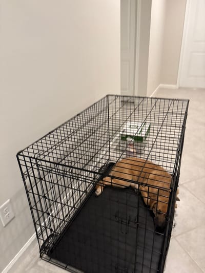 A tan dog is sleeping inside a black wire dog crate. The crate is on a tiled floor next to a wall with a white electrical outlet. In the background, there are two closed doors and a light-colored carpeted hallway. There are also some boxes inside the crate behind the dog. The location is Parrish, United States.
