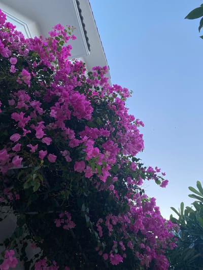 The image depicts a vibrant bougainvillea bush with bright pink flowers cascading over what appears to be a white building with a tiled roof. The sky is a clear, light blue. Lush green foliage is also visible. The photograph was taken in Cam Lâm, Vietnam.