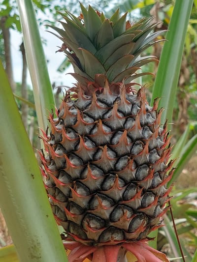A close-up, eye-level shot features a unripe pineapple growing on its plant. The fruit is positioned centrally and vertically, its spiky, segmented skin a mosaic of grey and dark grey, edged with a reddish-brown hue. At the top of the pineapple, a crown of dark green leaves extends upwards. The fruit is surrounded by broad, vibrant green leaves of the pineapple plant, some of which frame the subject on either side. The background is a soft blur of greens and browns, suggesting a natural, outdoor environment with foliage and possibly trees, characteristic of a rural setting in Geulumpangsulu Timu, Indonesia. The lighting appears natural, with no artificial sources evident. The image captures the raw, early stage of the pineapple's development.