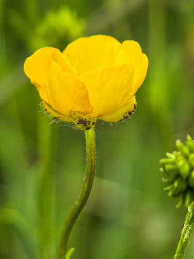 A close-up, low-angle outdoor shot captures a single, bright yellow buttercup flower in focus against a blurred green background. The flower's petals are tightly furled, creating a rounded shape, and its stem is green and slightly fuzzy. Small, dark specks, possibly aphids, are visible on the base of the flower and stem. To the right and slightly out of focus, a cluster of green buds is also visible. The image appears to be taken in a natural setting, possibly a field or garden, with soft, diffused lighting. The location of Кузьминовка, Russia is not depicted or suggested by the visual elements within the image.