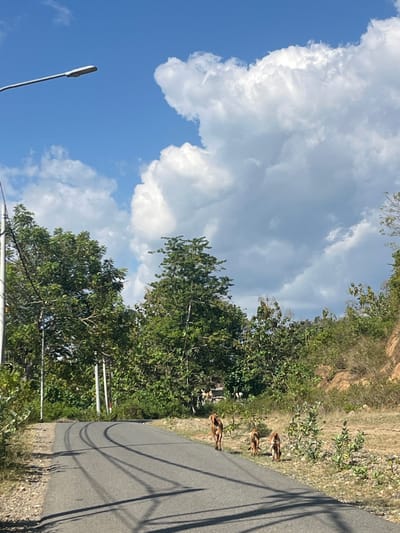 The image depicts a paved road curving through a rural landscape in Taliwang, Indonesia. Three goats are walking away from the camera on the right side of the road. The road shows tire marks from previous vehicle activity. Lush green trees and vegetation line the sides of the road, with a rocky hillside visible in the background. The sky is a bright blue with large, white cumulus clouds. A street lamp is visible on the left side of the image. The overall scene suggests a sunny day in a natural setting outside of the main city area.