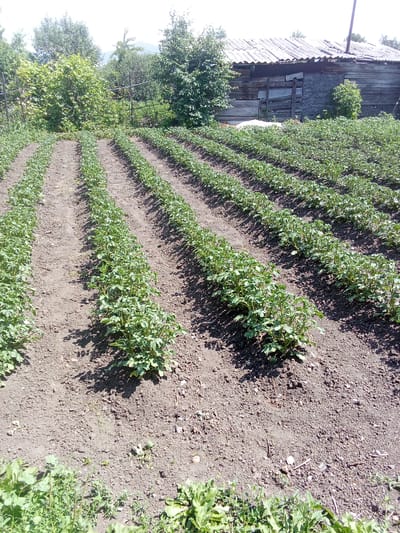 An outdoor, eye-level, medium shot captures a garden in the city of Altai, Kazakhstan. The foreground is dominated by rows of young potato plants, with their green leaves and stems visible against the dark soil. The plants are neatly arranged, indicating organized cultivation. Beyond the garden, a rustic wooden building with a corrugated roof stands under a bright, clear sky. Trees and foliage surround the scene, suggesting a rural or semi-rural setting. The lighting indicates it is daytime, likely late morning or early afternoon, given the shadows cast by the plants and the building. There are no people visible in the image, and no overt actions or interactions are depicted. The overall impression is one of a cultivated rural landscape.