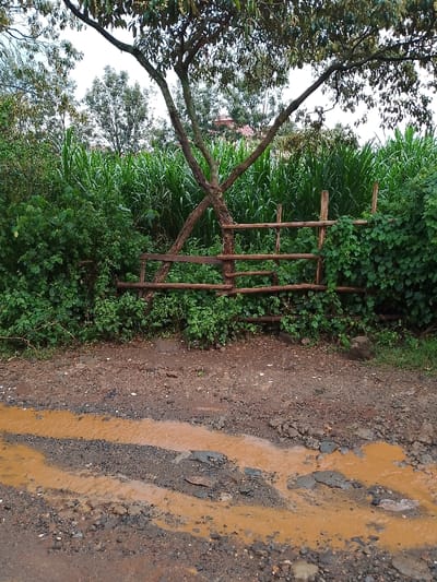 The image captures an outdoor scene in Olkeri ward, Kenya, under an overcast sky. The foreground consists of an unpaved dirt road, dark brown with embedded grey gravel, featuring several large, irregular puddles of murky, light brown water. The road surface shows visible erosion and unevenness. In the middle ground, a rustic wooden fence, constructed from horizontal logs supported by vertical posts, separates the road from dense vegetation. A multi-branched tree with a distinct Y-shaped trunk stands immediately behind the fence, its bark appearing light brown. Lush, tall green plants, possibly crops, form a dense backdrop behind the fence and tree, extending across the frame. Smaller bushy green foliage is present around the fence, with some vines growing on its right section. A reddish-brown roof structure is faintly visible through the distant vegetation on the horizon. No individuals are present, and no actions or interactions are depicted.