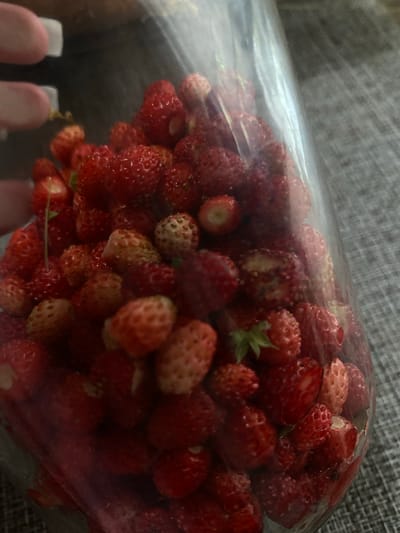 A close-up, slightly blurry, vertical shot shows a clear plastic jar filled with wild strawberries. The strawberries are predominantly red, with some appearing lighter pink or even white, suggesting varying degrees of ripeness. Many of the strawberries have visible seeds on their surface. A hand with fingernails painted in a pale color is visible in the upper left corner, seemingly holding or interacting with the jar. The background is a textured gray surface, possibly a tablecloth or placemat. The overall lighting is dim. The image is an indoor scene and does not depict any elements related to the city of Пешнево, Russia.