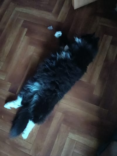 A black and white cat is lying on its back on a parquet floor. The cat has fluffy fur and white paws. It appears to be relaxed. In the background, there is a wooden table or shelf. The scene is indoors, likely in a home. The lighting suggests it is daytime, but the shadows indicate it may be later in the day or that the room is not well-lit. There is no visible text in the image. The location context is Miasskoye, Russia.