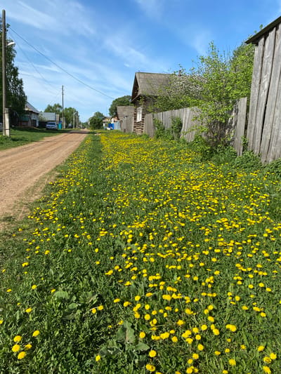 A dirt road in Kady-Sal'ya, Russia, is bordered by dense fields of dandelions on both sides. A wooden fence and rustic wooden buildings are visible along the road. Utility poles with wires run along the roadside. The sky is blue with scattered clouds.