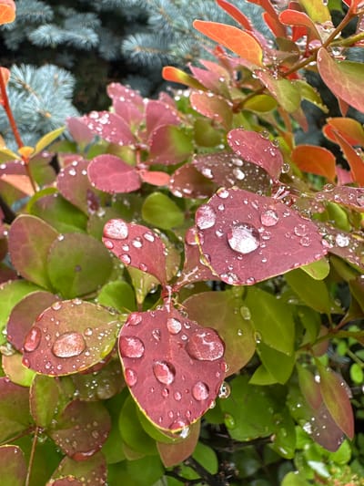 A close-up, detailed photograph captures a branch of a deciduous plant with leaves transitioning from green to deep red and orange, speckled with numerous water droplets. The leaves are oval-shaped and vary in size. Behind the branch, the blurred needles of a blue spruce tree are visible, creating a contrasting texture and color. The image is shot in natural light, likely after rain, highlighting the reflective quality of the water droplets on the leaves. The setting appears to be an outdoor garden or natural area.