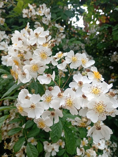 A close-up, high-angle, vertical shot depicts a cluster of small, white flowers with yellow centers, likely roses, blooming in dense foliage. The flowers are in various stages of bloom, with some fully open and others in bud. The petals are delicate and slightly ruffled, and the stamens are prominent and yellow. The surrounding leaves are dark green and lush. The background is softly blurred, suggesting a natural setting possibly in a park or garden. There are no people or man-made objects visible in the frame. This image was taken in the city of Zawiercie, Poland.