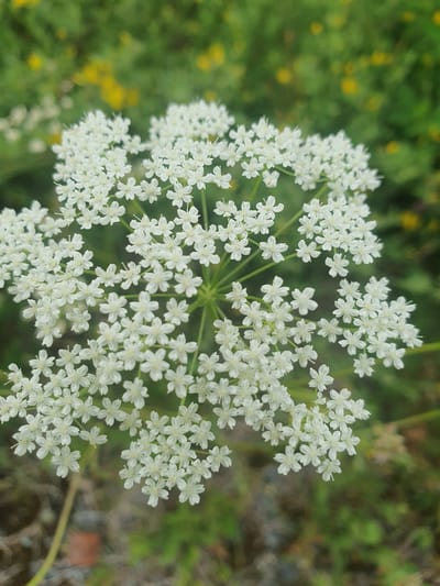 A close-up, eye-level shot showcases a white Queen Anne's Lace flower cluster against a softly blurred background of green foliage and yellow wildflowers, likely in Mukhametovo, Russia. The flower's intricate structure, composed of numerous small white petals arranged in an umbel, dominates the foreground. The surrounding environment appears natural and uncultivated, suggesting an outdoor setting.