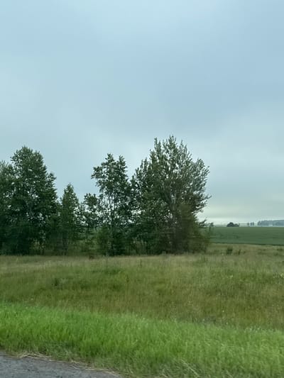 The image depicts a rural landscape under an overcast sky. In the foreground, a patch of green grass and a dark, textured surface, possibly a road, are visible. Behind this, a field of varying shades of green grass stretches out, with some dried stalks interspersed. A line of trees forms a dense barrier across the middle ground. These trees are lush and green, with varied heights and shapes. Further in the distance, a vast green field, likely agricultural land, is visible. The horizon is hazy, with distant trees and faint shapes that could be buildings or structures. The overall impression is one of a quiet, natural environment, possibly in the vicinity of Старошареево, Russia, given the context. There are no people or animals explicitly visible in the image, and no discernible actions or interactions are taking place. The scene is static and appears to be captured from a moving vehicle, suggested by the slight blur in the foreground.