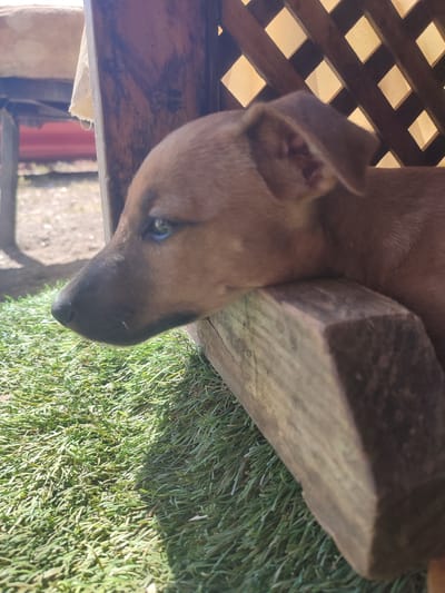 This media file is a close-up photograph of a brown puppy. The puppy is lying down, with its head resting on a wooden beam. Its eyes are open and appear to be blue, giving it a distinctive and striking look. The puppy is positioned in an outdoor setting, with artificial grass visible in the foreground and a wooden lattice structure behind it. Sunlight is casting shadows, suggesting it is daytime. The background shows some out-of-focus elements that might be furniture or other outdoor structures. The overall impression is one of a calm and peaceful moment, with the puppy appearing relaxed and perhaps a bit curious as it looks off to the side. The lighting and focus draw attention to the puppy's face and its unusual eye color.