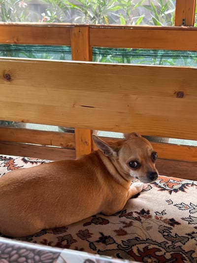 A tan chihuahua is lying on a patterned rug next to a wooden structure. The dog is looking up and to the right with wide, dark eyes. Its ears are perked slightly, and its mouth is closed. The dog's fur is short and smooth.

The wooden structure appears to be part of an outdoor shelter or enclosure, with vertical planks and some framing. Through a gap in the wood, greenery and a screen can be seen, suggesting an outdoor setting. The rug is a traditional oriental pattern with floral motifs in shades of beige, brown, and black. Sunlight is casting shadows, indicating it is daytime. The overall impression is one of a domestic scene, possibly a backyard or patio. The dog's expression could be interpreted as curious or expectant. There is no visible text in the image.