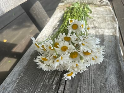 A bouquet of white daisies with yellow centers lies on a weathered wooden surface. The bouquet is lush, with many flowers and green stems. The wooden surface appears to be part of a bench or table, with visible grain and texture. Sunlight casts shadows across the scene, indicating an outdoor setting. The image is shot from a slightly elevated angle, looking down at the bouquet. The location in Pozdyshki, Russia is not discernible from the image itself.