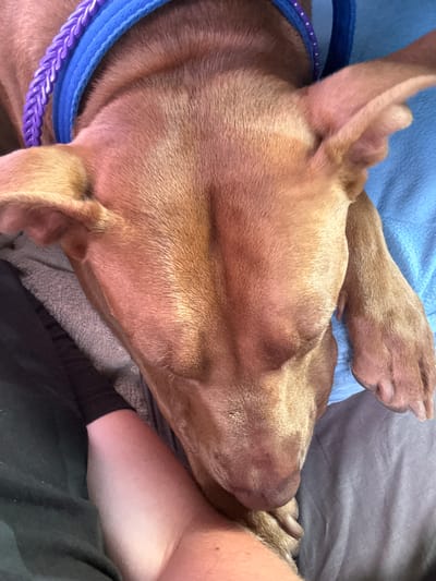 The image shows a close-up view of a brown dog with its head resting on a person's arm and leg. The dog is wearing a blue collar with a purple braided accent. The dog's eyes are closed, and it appears to be sleeping. The background is blurry, but it seems to be indoors, possibly on a bed or couch. The image does not provide any information about the location in the city of Fedorivka, Ukraine.