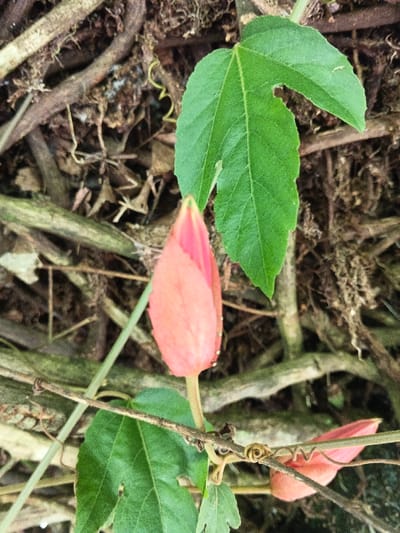 The image displays a close-up view of a plant, located in Masulog, Philippines. The central subject is an elongated, teardrop-shaped flower bud, exhibiting a vibrant pink to orange hue, with visible water droplets on its surface. This bud is oriented vertically on a slender, light green stem. Directly above and to the right of the primary bud, a prominent green leaf with a multi-lobed structure and distinct venation is present; its edge shows an irregular indentation. Another green leaf is partially visible below the main bud. In the lower right quadrant, a second, smaller flower bud, similar in color and shape, is partially obscured, accompanied by a spiraled tendril wrapped around a horizontal thin brown stem. The background consists of a dense, interwoven network of dark brown and lighter gray-brown branches, twigs, and organic debris, indicative of a natural, vegetative environment.