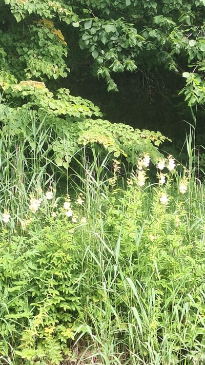 The image depicts a dense, verdant natural landscape, likely a roadside or park area in Vālodzes, Latvia. The scene is dominated by various shades of green foliage, with tall grasses and broad-leafed plants creating a thick undergrowth. Several clusters of small, delicate white flowers are interspersed throughout the vegetation, adding a touch of color. In the upper portion of the image, a backdrop of darker green leaves suggests larger trees or shrubs, some with hints of yellowing, possibly indicating seasonal change or a specific plant species. The overall impression is one of lush, untamed nature.