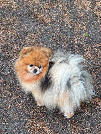 A Pomeranian dog with fluffy orange and grey fur is sitting on a ground covered with gravel and dry pine needles. The dog is looking directly at the camera with its head slightly tilted. Its eyes are dark and alert, and its nose is black. The dog's tail is large and bushy, with a mix of grey and cream-colored fur. The environment appears to be outdoors, possibly a park or wooded area, given the presence of pine needles and gravel. The lighting suggests it is daytime.
