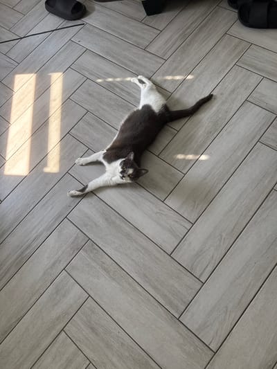 A domestic cat with grey and white fur is lying stretched out on a light grey, wood-look tile floor laid in a herringbone pattern. The cat is positioned diagonally across the frame, with its head facing towards the right and its body extending towards the left. The cat's fur is predominantly grey on its back and tail, with white on its chest, paws, and parts of its face. It has distinctive grey markings on its white face, including around its eyes and nose.
Sunlight is streaming in from the left side of the image, casting bright rectangular patches and diagonal shadows across the floor and on the cat's body, indicating it's likely daytime. The light creates a warm contrast with the cooler tones of the tile.
In the upper left corner, a black sandal is partially visible, suggesting a home or indoor environment. Further down and to the left, another black sandal is visible, as is a thin black object that might be a cable or cord. The floor tiles are rectangular and have a subtle wood grain texture, with dark grout lines separating them.
The cat appears relaxed, its body elongated and limbs splayed out, suggesting it is enjoying the warmth of the sun. The overall mood is peaceful and domestic. There is no visible text in the image.