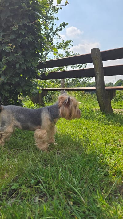 A Yorkshire Terrier stands in the grass in front of a wooden picnic table with a concrete support in the Zeddam, Netherlands area. The dog is facing to the right, with its head turned slightly towards the right. The dog's fur is a mix of gray, black, and tan. The picnic table is made of dark wood and has a weathered appearance. The concrete support is a light gray color. The background of the image consists of green trees and a blue sky with some white clouds. The grass is lush and green, with some wildflowers scattered throughout. The sun is shining, casting a warm light on the scene.