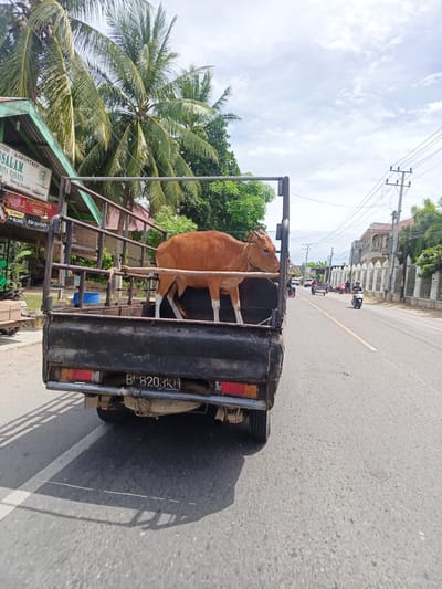 A brown cow stands in the back of a black pickup truck on a paved road. The truck's license plate reads "BL 8203KH". The cow is facing left, with its head turned towards the camera. It has white markings on its legs. The truck is the primary subject in the foreground.
In the background, there is a street with several vehicles, including motorcycles and a small cart. Buildings and trees line the right side of the road. Palm trees are visible on the left side of the truck, along with a building with green trim and signage in Indonesian. The sky is mostly cloudy. The scene appears to be a sunny day in a tropical or subtropical location, likely in Indonesia given the license plate and the mention of "Cotgadong, Indonesia" in the prompt. There are no people clearly visible interacting with the cow or the truck in a significant way, though some figures are on motorcycles in the distance. The overall mood is one of everyday transportation in a rural or semi-urban area.
Visible text includes "ANTREN (KOPONTREN) SALAM BINA MASANA", "el Blang bladeh kab Rizeven", "DARUM SUPER KRETEK", and "RP 18.000, #INI KRETEKINYA".