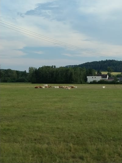 This is an outdoor, daytime, eye-level, full-shot photograph of a rural landscape in Horažďovice, Czechia. A herd of cattle is resting in a grassy field. The cattle are a mix of light and dark brown, and white. In the background, there is a line of trees, a hill covered in dense forest, and several buildings, including a white house with a red roof and a blocky, unfinished-looking structure. Overhead, three power lines are visible against a cloudy sky. The field is lush green, with some taller grasses scattered throughout. The scene is peaceful and pastoral.