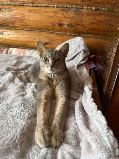 A domestic cat lies on a fluffy, light-colored blanket. The cat is a dilute tabby with gray-brown fur, large ears, and green eyes. It is lying on its stomach with its front paws extended, looking directly at the camera. Behind the cat, to the left, is a rustic wooden wall made of vertical logs. Above the cat and blanket is a dark wooden surface, possibly the underside of a shelf or table, with some colorful fabric peeking out from underneath. The scene appears to be indoors, with warm lighting suggesting daytime. The cat's relaxed posture and direct gaze convey a sense of comfort and curiosity. No text is visible in the image.