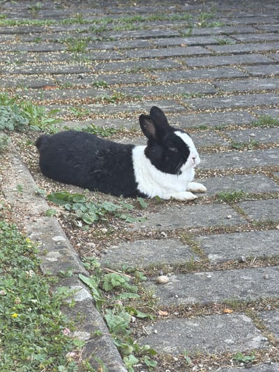 A black and white rabbit is lying on a paved surface with grassy patches. The rabbit is in the center of the image, with its head turned to the left. Its fur is predominantly black with white markings on its chest and face. The paved surface appears to be made of rectangular stones laid in a pattern, with gaps filled with soil, grass, and small pebbles. Some of the stones have a weathered, textured appearance. The scene is outdoors, and the lighting suggests it could be daytime, possibly in the morning or afternoon, with diffused light indicating overcast or partly cloudy conditions. The environment appears to be a somewhat unkempt outdoor area, possibly a pathway or garden edge, with weeds and small plants growing between the paving stones and along the edge of the paved area. No people or text are visible in the image. The rabbit appears relaxed and is resting on its side, with its paws extended.