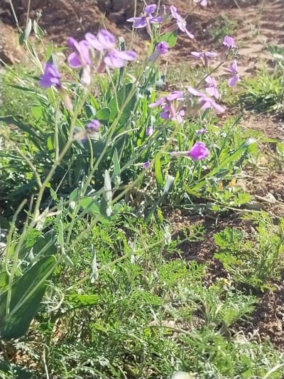 This image depicts a ground-level outdoor scene in Torre Pacheco, Spain. The primary subject is a cluster of herbaceous plants featuring numerous small, four-petaled flowers in shades of purple and lavender, concentrated in the upper-left to central portion of the frame. These flowering plants exhibit slender green stems and elongated green seed pods. Surrounding vegetation includes various green grasses and smaller, finely-leaved green plants with a low-lying growth habit, some appearing fern-like. The ground consists of light brown, dry, and somewhat uneven soil, with patches of exposed earth interspersed among the vegetation. The scene is illuminated by bright, direct sunlight, casting subtle shadows and highlighting the textures of the plants and soil. No individuals, animals, or specific human-related objects or actions are present.