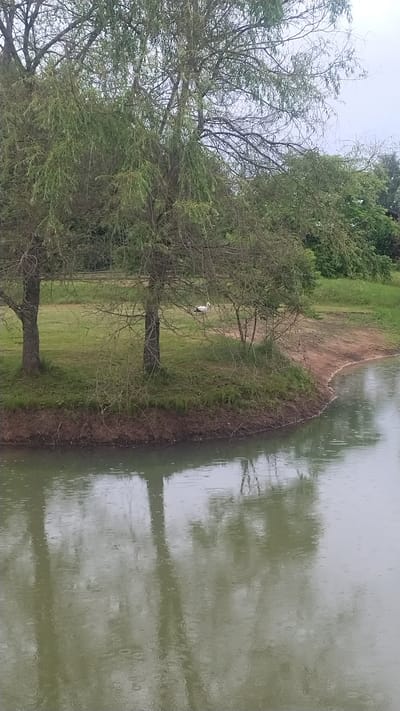 The image depicts a natural scene with a focus on a body of water and its surroundings. The water, likely a lake or pond, occupies the right side of the frame and appears somewhat murky, reflecting the overcast sky and trees. Ripples on the water's surface suggest gentle movement, perhaps caused by a light breeze or recent rain.
On the left side of the image, a grassy bank slopes down towards the water. Several trees are visible, some with dense foliage and others with bare, intricate branches. One tree in the mid-ground has a stark, almost skeletal appearance, contrasting with the greener foliage of its neighbors. A small, white bird, possibly a stork, is perched on the grassy bank near the water's edge, adding a touch of wildlife to the scene.
The overall atmosphere is calm and serene. The lighting suggests an overcast day, possibly early morning or late afternoon, as there are no harsh shadows. The location cues, such as the types of trees and the overall landscape, are consistent with a rural setting in Piekūni, Latvia. There is no visible text in the image. The media file captures a quiet moment in nature, highlighting the interplay between land, water, and vegetation.