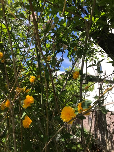The image shows a view looking upwards through a dense tangle of branches and foliage. Many branches are bare, brown, and thin, while others are green and leafy. Several bright yellow flowers are scattered throughout the scene, and some small pink flowers are also visible. In the gaps between the branches, patches of blue sky and white clouds can be seen. In the background, there is a glimpse of a light-colored building and a wall with a textured surface. The location is Petrykiv, Ukraine.