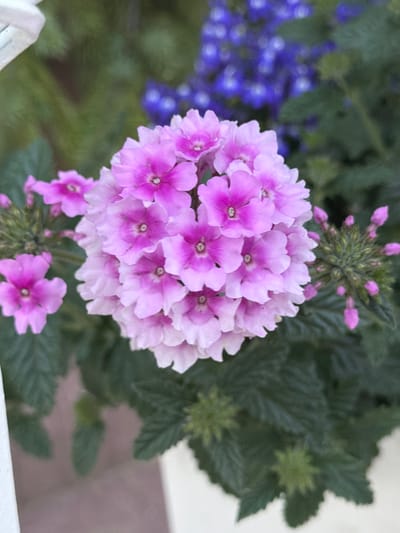 The image displays a close-up, top-down view of a cluster of small, light purple flowers with darker pink centers. The flowers have five delicate petals and are arranged in a rounded, somewhat spherical cluster. Below the main cluster, a few individual flowers and a developing bud cluster are visible. In the background, out-of-focus blue flowers are interspersed with dark green foliage. The lighting suggests it is daytime, possibly sunny, as indicated by the bright illumination of the flowers. The image appears to be taken outdoors in a garden or planted area. There is no visible text. The setting does not provide specific cues to pinpoint the exact location within Çolpon-Ata, Kyrgyzstan, but the presence of flowers and foliage is consistent with an outdoor natural or cultivated environment.