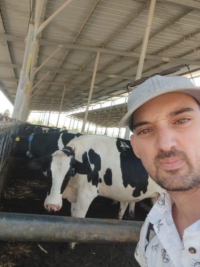 A man wearing a light blue baseball cap and a white shirt with a pattern of lightbulbs and farm-related imagery, is taking a selfie in what appears to be a cow barn. He has a beard and is looking at the camera. Behind him, several black and white Holstein cows are standing in a stall filled with dirt and straw. The barn has a metal roof supported by metal beams and poles. The scene is likely located within the Yoav Regional Council in Israel, given the presence of cows and a farm-like environment.