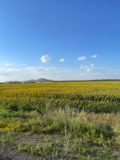 A wide shot captures a vast field of blooming sunflowers under a bright blue sky with scattered white clouds. In the distance, a range of low, rocky mountains forms the horizon. The foreground features a dirt path bordering a dense patch of green and yellow wildflowers. The overall scene is one of natural beauty and rural tranquility. The location is identified as a field in Praporştşikovo, Kazakhstan.