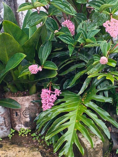 The scene, located in Khan Boeng Keng Kang, Cambodia, presents a static, close-up view of dense green foliage. Dominant elements include a plant featuring multiple clusters of small, spherical pink flowers interspersed among ovate, dark green leaves with visible venation. A large, deeply lobed green leaf, exhibiting minor brown discoloration, occupies the lower right quadrant. To the left, a plant with broad, entire green leaves is rooted in a partially visible, light-colored fibrous planter marked with black symbols. Small green vegetative growth emerges from the damp, uneven ground surface. A light-toned vertical surface constitutes the background on the upper left. No human figures are present. No discernible actions or interactions are occurring.