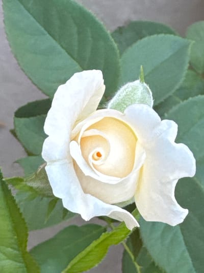 A close-up, top-down shot captures a white rose in bloom, with its petals unfurling in a spiral pattern. The center of the rose exhibits a soft yellow hue, transitioning to creamy white on the outer petals. A green rosebud is visible to the upper right of the bloom, still closed. The rose is surrounded by lush green leaves, some of which are in sharp focus while others are softly blurred, creating a sense of depth. The background appears to be a neutral, muted gray, suggesting an outdoor setting, possibly a garden. There is no indication of Shofirkon, Uzbekistan, or any specific location within a city.