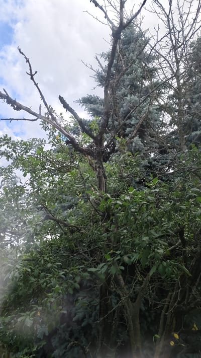 The image shows a close-up view of dense foliage and tree branches against a cloudy sky. In the foreground, the branches of a deciduous tree are visible, some bare and others covered in green leaves. Behind this, the blue-green needles of a coniferous tree, likely a spruce, can be seen. The overall impression is of an overgrown garden or natural setting. There are no people or buildings visible in the frame. The scene is consistent with a typical outdoor environment in a location like the city of Pervomaisky, Russia, during a temperate season.