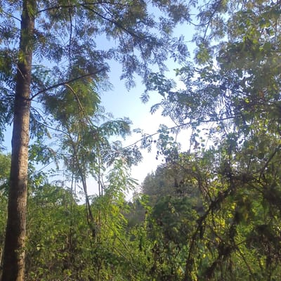 The image depicts a natural wooded area in Mururi, Kenya, captured from a low angle looking upwards into the tree canopy. A thick, textured brown tree trunk is positioned on the far left. The upper and left portions of the frame show branches with numerous small, light green, pinnately compound leaves silhouetted against a clear, pale blue sky. The right side of the frame features darker green foliage with broader, irregularly shaped leaves and visible small seed pods or fruits. Sunlight illuminates the scene, filtering through the leaves and creating variations in brightness. Distant, denser vegetation consistent with forested terrain is visible on the horizon line in the background, particularly towards the center-right. No human subjects, animals, or manufactured objects are present within the observable area.