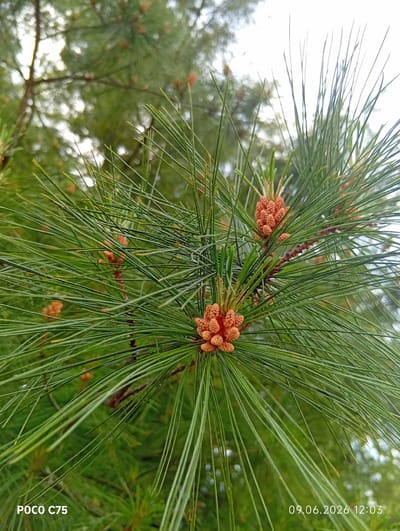 A close-up, outdoor, eye-level shot focuses on developing pine cones on a pine tree. The pine needles are long and green, fanning out from the branch. Two clusters of small, orange-brown pine cones are prominently visible in the center of the frame, with more smaller cones scattered throughout the needles. The background is a blur of green foliage and bright sky. The bottom left corner displays the text "POCO C75", and the bottom right corner shows the date and time "09.06.2026 12:03". The image was taken in Wilczyce, Poland.