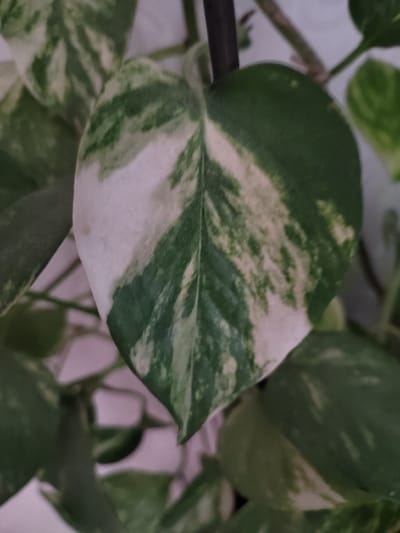 The image shows a close-up of a variegated leaf of a Pothos plant, likely a cultivar like 'N'Joy' or 'Marble Queen'. The leaf is heart-shaped with a pointed tip and exhibits irregular patches of deep green and creamy white. The green areas have a slightly textured, matte finish, while the white areas are smoother and less saturated. The leaf is slightly cupped, with visible veins. The plant appears to be indoors, as suggested by the soft, diffuse lighting and the blurred background, which consists of other plant leaves and what appears to be a light-colored wall or surface. There are no people or animals visible in the image. The overall impression is of a healthy houseplant. The image was taken in Soisy-sous-Montmorency, France.