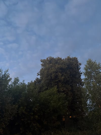 The image depicts a view of trees against a dusky, cloudy sky. The trees are dense and varied in species and height, with some appearing taller and fuller than others. In the lower portion of the image, some artificial lights are visible through the foliage, suggesting the presence of buildings or structures in the vicinity. The overall lighting suggests it is either dawn or dusk. The scene is likely a natural or semi-natural area within the town of Мартемьяново, Russia, given the mention of the location. There are no people or animals visible in the frame, and no specific actions or interactions are taking place. The environment is characterized by a mix of natural vegetation and hints of human development.