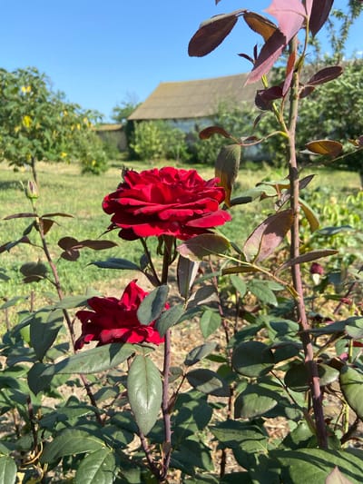 A close-up shot features two vibrant red roses in the foreground, with one fully bloomed and the other partially open. The roses are part of a bush with dark green leaves and thorny stems. Behind the roses, the scene transitions to a blurred background showcasing a grassy yard with scattered trees. In the distance, a modest, older-style house with a sloped, weathered roof is visible, situated amidst the greenery. The sky above is a clear, bright blue, indicating a sunny day. The overall setting appears to be a residential backyard in Sofiivka, Ukraine, characterized by a rural, garden-like environment.
