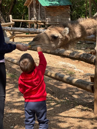 A camel is being fed by two people, one a child wearing a red shirt and navy pants. The camel's head and neck are visible, with light brown fur. The location is Gornje Mrke, Montenegro. The environment includes a wooden fence and a dirt ground covered in small rocks. In the background, there is a wooden structure with a green roof. One person is holding the food, while the other is slightly behind.